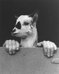 Goat with human hands, England, Great Britain