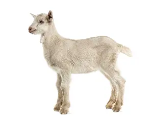 Goat kid (8 weeks old) isolated on white