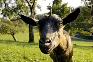 Goat looking pryingly through the fence