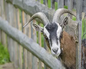 Goat looking through a wooden fence