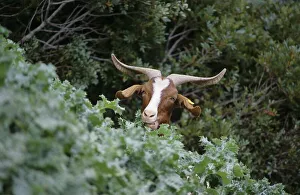 Goat in mediterranean shrub in Sardegna Italy