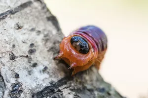 Goat moth (Cossus cossus), caterpillar