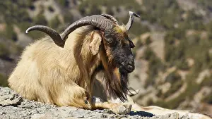 Goat with prominent horns resting in mountainous landscape