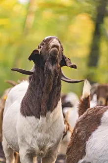 Goat with raised head in a forest clearing