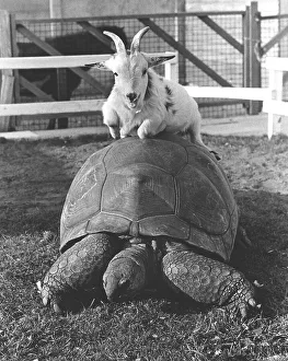 Goat sits on a turtle, England, Great Britain