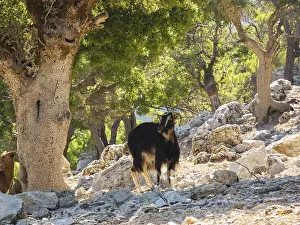 A goat standing in the shady forest between rocks