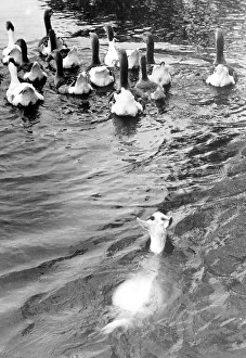 Goat swims after geese, 1950s, exact place unknown