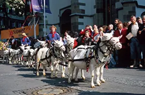 Goat team during parade at the Cannstatt Folk Festival