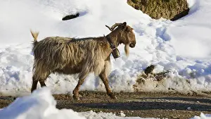 A goat walking through a snow-covered path in a wintry atmosphere