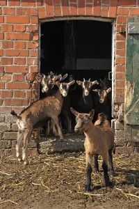 Goatlings or kids standing at the barn door on an organic farm