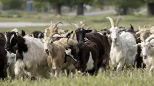 Goats
