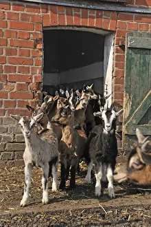 Goats (Capra aegagrus f. hircus)