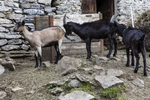 Goats (Capra) in front of a goat pen