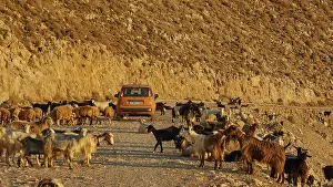 Goats (Caprae), red small car in herd of goats