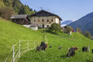 Goats graze on pasture in front of a farm