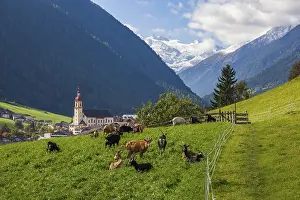 Goats graze on pasture, in the back mountains of the Stubai Glacier