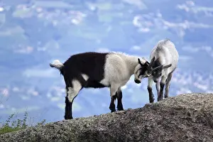 Goats on a mountain