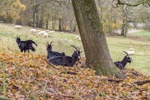 Some goats resting around a tree in autumn ambiance