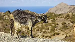 Two goats on rocky terrain with mountain and sea view