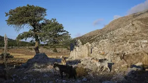 Goats standing in a rocky landscape next to a tree and ruins