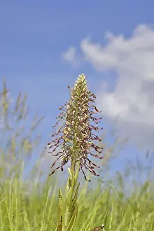 Goat's tongue (Himantoglossum hircinum)