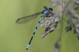 Goblet damselfly (Enalagma cyathigerum)