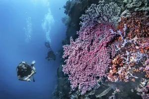 Godeffroy soft coral (Siphonogorgia godeffroyi)