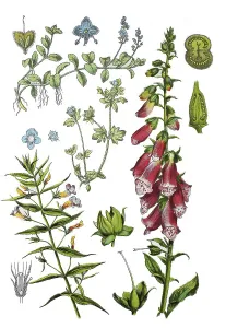 God's grace herb, Gratiola officinalis (bottom left)