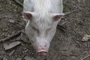 Goettingen minipig (Sus scrofa domesticus)