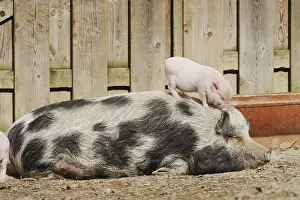 Goettingen minipig (Sus scrofa f)