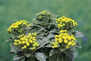 Gold-and-silver chrysanthemum (Chrysanthemum pacificum)