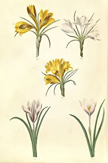 Gold brocade crocus, Crocus angustifolius