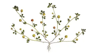 Gold clover (Trifolium) aureum