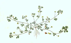 Gold clover (Trifolium) aureum