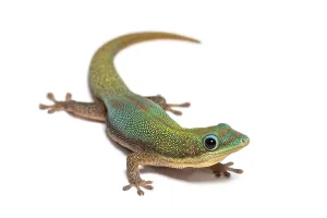 Gold dust day gecko, Phelsuma laticauda
