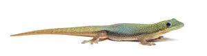Gold dust day gecko, Phelsuma laticauda