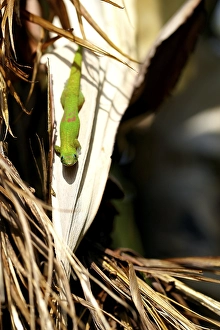 Gold dust day gecko (Phelsuma laticauda laticauda) on bush