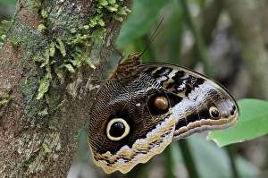 Gold-edged Owl-Butterfly (Caligo Uranus)
