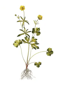 Gold-Hahnenfuss (Ranunculus auricomus agg)