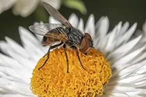 Gold shield fly (Phasia aurigera)