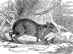 Goldaguti, Dasyprocta leporina