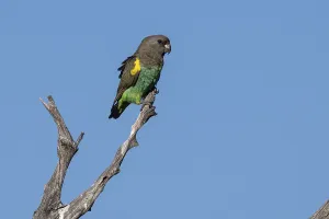 Goldbug parrots (Poicephalus meyeri damarensis) sitting on a dry branch