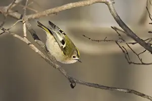 A goldcrest (Regulus regulus) balancing on a branch in a winter woodland