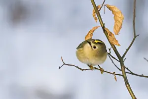 Framed Print : A goldcrest (Regulus regulus) on a thin branch with dry leaves in the background