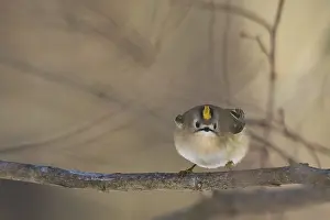 A goldcrest (Regulus regulus) on a branch looks attentively into the camera in a quiet forest environment