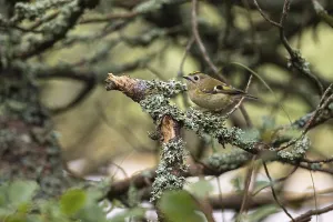 Goldcrest (Regulus regulus) on a branch overgrown with lichen