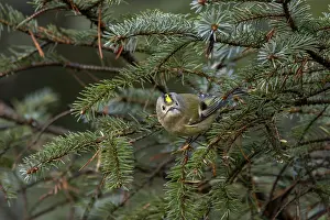 The goldcrest (Regulus regulus) is difficult to spot among the dense branches of the conifers