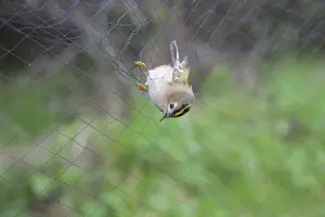 A goldcrest (Regulus regulus) hanging in a net