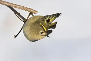 A goldcrest (Regulus regulus) hanging upside down on a branch against a light-coloured background