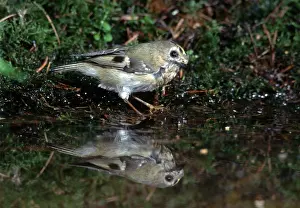Goldcrest (Regulus regulus), Hessen, Germany